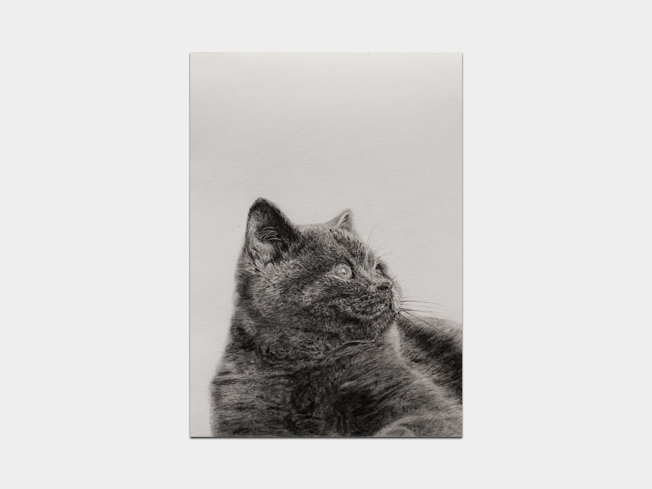 Cat – 43 ratio